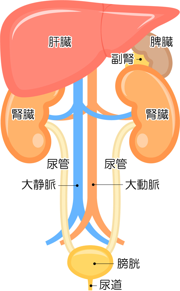 内臓イラスト腎臓