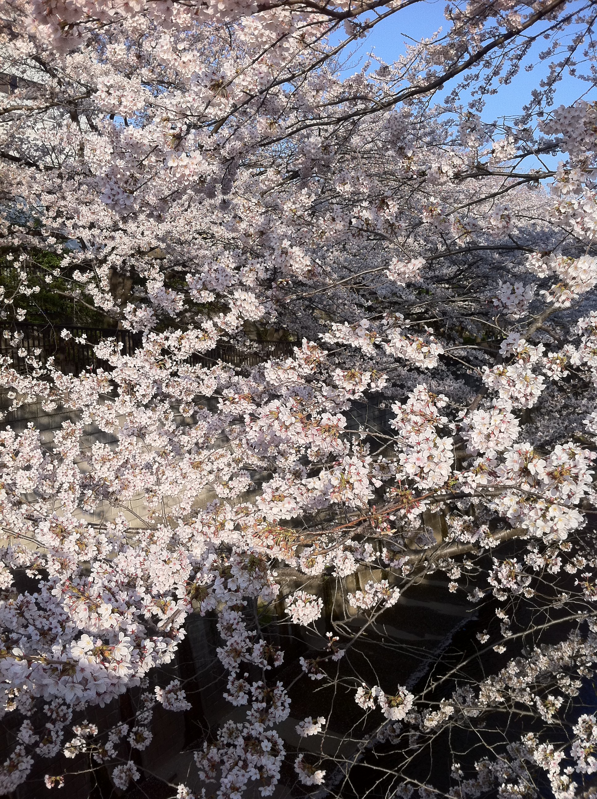 石神井川桜並木